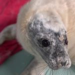 Seal Rescue Ireland: Meet the Rescued Pups at Courtown