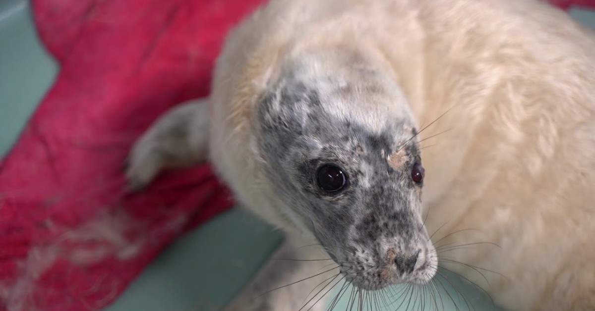 Seal Rescue Ireland: Meet the Rescued Pups at Courtown